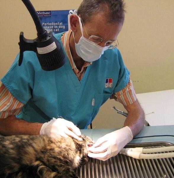Nelson vet, Hans Andersen says using suitable biscuits, rawhide chews for dogs, or chicken necks for cats help with gum disease prevention